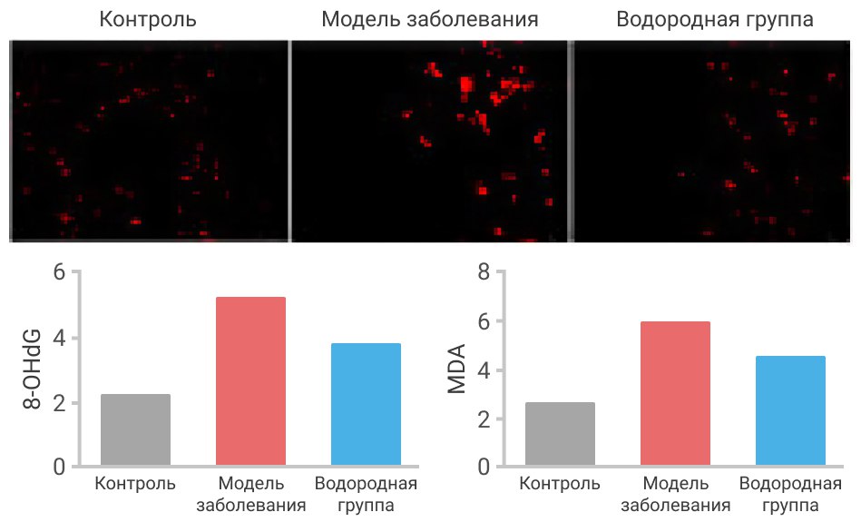 Защитный эффект на нейроны спинного мозга